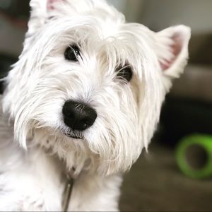 Meet your Posher, Gisel